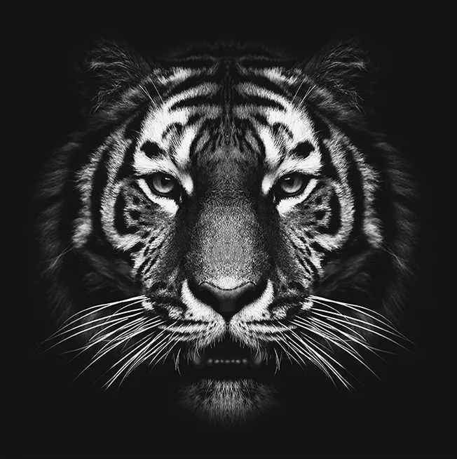 TIGER TATTOO S.R.L. logo